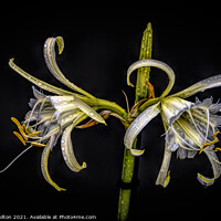 Buy canvas prints of Spider Lily by jim Hamilton