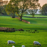 Buy canvas prints of Sheep grazing at Near Sawrey, Cumbria by Robert Thrift