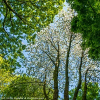 Buy canvas prints of Tree canopy in spring by Robert Thrift