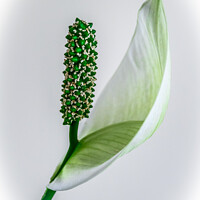 Buy canvas prints of Peace Lily by Robert Thrift