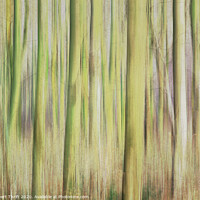 Buy canvas prints of Whitwell Wood abstract by Robert Thrift
