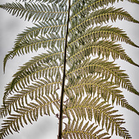 Buy canvas prints of Tree fern frond by Robert Thrift