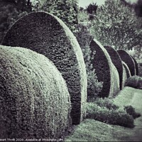 Buy canvas prints of Clipped yew hedge by Robert Thrift