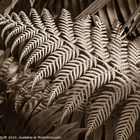 Buy canvas prints of Fern frond by Robert Thrift