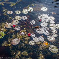 Buy canvas prints of Water lily pads by Robert Thrift