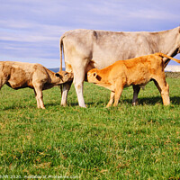 Buy canvas prints of Suckling calves, near Old Hutton Cumbria by Robert Thrift