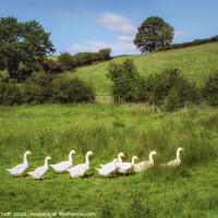 Buy canvas prints of Gaggle of geese, Surrey by Robert Thrift