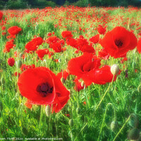 Buy canvas prints of Poppies by Whitwell Wood by Robert Thrift