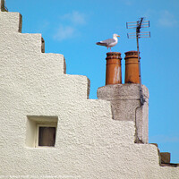 Buy canvas prints of Pittenweem seagull by Robert Thrift
