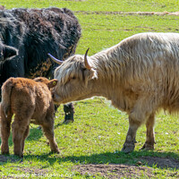Buy canvas prints of Highland cow and calf at Old Oaks farm by Robert Thrift
