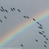 Buy canvas prints of Geese and rainbow, Dee Estuary by Robert Thrift