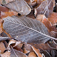 Buy canvas prints of Frosty leaves  by Robert Thrift