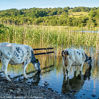 Buy canvas prints of Cattle drinking at Esthwaite Water by Robert Thrift
