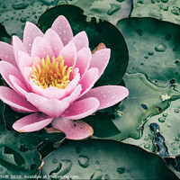 Buy canvas prints of Rainy day water lily by Robert Thrift