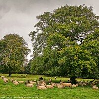 Buy canvas prints of Grazing sheep, Yorkshire by Robert Thrift