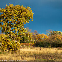 Buy canvas prints of Cheshire oak by Robert Thrift