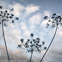 Buy canvas prints of Cow parsley and mackerel sky by Robert Thrift