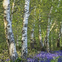 Buy canvas prints of Bluebell path by Stephen Oliver