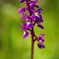 Buy canvas prints of Purple Orchid by Stephen Oliver