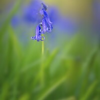 Buy canvas prints of Blue Bell by Stephen Oliver
