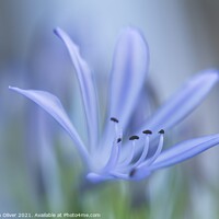 Buy canvas prints of Agapanthus Art by Stephen Oliver