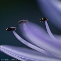 Buy canvas prints of Abstract Agapanthus by Stephen Oliver