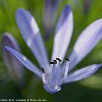 Buy canvas prints of Agapanthus  flower by Stephen Oliver