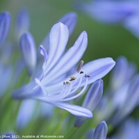 Buy canvas prints of Agapanthus flower by Stephen Oliver