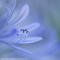 Buy canvas prints of Soft Agapanthus flower by Stephen Oliver