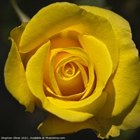 Buy canvas prints of The Yellow Rose by Stephen Oliver