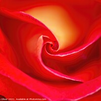 Buy canvas prints of Abstract Red rose by Stephen Oliver