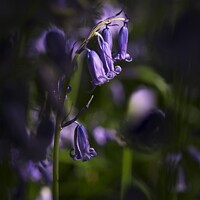 Buy canvas prints of Bluebell in the light by Stephen Oliver