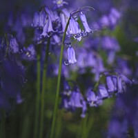 Buy canvas prints of Bluebells of Spring by Stephen Oliver