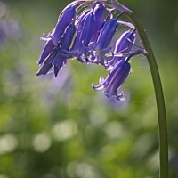 Buy canvas prints of Bluebell Arch by Stephen Oliver