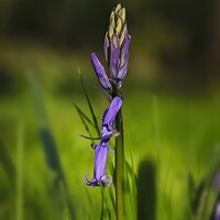 Buy canvas prints of Budding Bluebell by Stephen Oliver