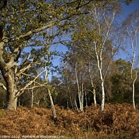 Buy canvas prints of Trees of the Forest by Stephen Oliver