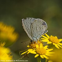 Buy canvas prints of Holly Blue  by Stephen Oliver