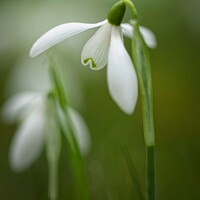 Buy canvas prints of Open Snow drop by Stephen Oliver
