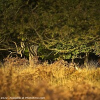 Buy canvas prints of Epping Forest Fallow by Stephen Oliver