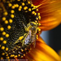 Buy canvas prints of Happy Bee by Stephen Oliver