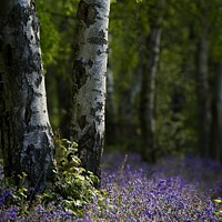 Buy canvas prints of Bluebell wood by Stephen Oliver