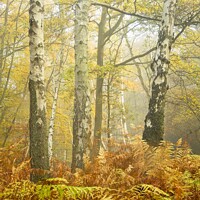 Buy canvas prints of Autumn Forest by Stephen Oliver