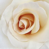 Buy canvas prints of White Rose by Stephen Oliver