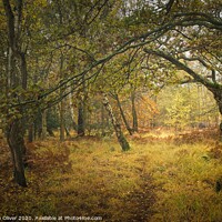 Buy canvas prints of Autumn Forest by Stephen Oliver