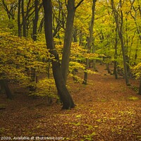 Buy canvas prints of Autumn Leaves  by Stephen Oliver