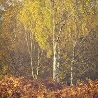 Buy canvas prints of Autumn Birch by Stephen Oliver