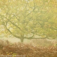 Buy canvas prints of Misty Tree by Stephen Oliver