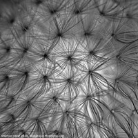 Buy canvas prints of Abstract Dandelion by Stephen Oliver