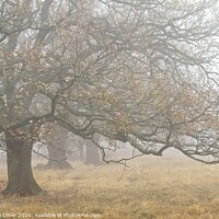 Buy canvas prints of Trees in the mist by Stephen Oliver
