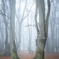 Buy canvas prints of Cool Forest by Stephen Oliver